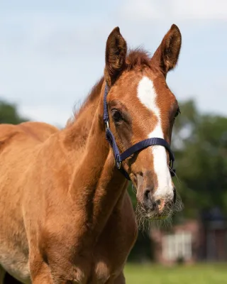 Fohlen Halfter