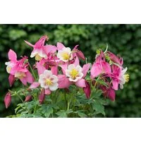 Pflanzen für Dich Staude Aquilegia flab. Spring Magic Rosa-Weiß, 1 St., Akelei