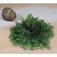 BALDUR Garten Zimmerpflanze Rose von Jericho, 1 St., Auferstehungspflanze, pflegeleicht