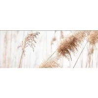 artissimo Glasbild Bild aus Glas 80x30 cm / Wandbild Querformat / Wanddeko modern, Natur: Pampasgras beige