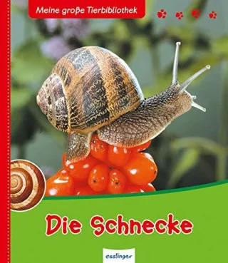 Die Schnecke (Meine große Tierbibliothek) [Gebundene Ausgabe] [2009] Brauner Anne