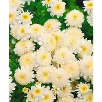 Pflanzen für Dich Staude Tanacetum parthenium, 1 St., Mutterkraut, Falsche Kamille, Fieberkraut