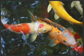 Fussmatte Koi 6098 | Größe: 60 cm x 45 cm