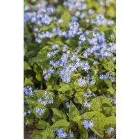 Pflanzen für Dich Staude Brunnera macrophylla, 1 St., Kaukasus-Vergissmeinnicht, Großblättriges Kaukasusvergissmeinnicht