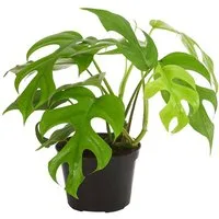 Dehner Zimmerpflanze Fensterblatt, Monstera minima, Rhaphidophora tetrasperma, tropische Zimmerpflanze mit tiefen Blattschlitzen