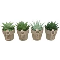 meinvipshop Zimmerpflanze Aloe Vera im 4er Set mit Übertopf Zimmerpflanze