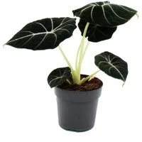 Exotenherz Zimmerpflanze Alocasia reginula Black Velvet Tropenwurz Alokasie Pfeilblatt 11cm