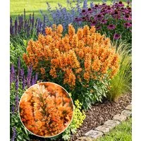 BALDUR Garten Staude Agastache 'Peach Pearl', 1 St., Duftnessel, winterhart, Dauerblüher, reichblühend, pflegeleicht