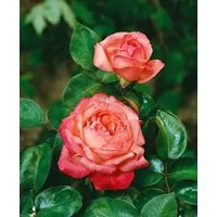 Pflanzen für Dich Rose Rosa Aachener Dom