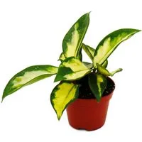 Exotenherz Zimmerpflanze Mini-Pflanze Hoya carnosa tricolor Porzellanblume im 5,5cm Topf