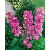 Pflanzen für Dich Staude Delphinium Pacific Astolat, 1 St., Rittersporn