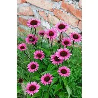 Pflanzen für Dich Staude Echinacea purp. Fatal Attraction, 1 St., Purpur-Sonnenhut, Roter Sonnenhut