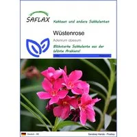 SAFLAX Blumensamen SAFLAX - Samen - Wüstenrose