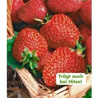 BALDUR Garten Obstpflanze Immertragende Erdbeere 'Seascape®', 8 St., Selbstbefruchtend, winterhart, mehrjährig, pflegeleicht