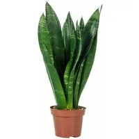 Flowerbox Zimmerpflanze Bogenhanf - Sansevieria trifasciata Black Coral, pflegeleicht - Höhe ca. 35 cm, Topf-Ø 12 cm