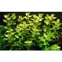 Aquaone Wasserpflanze Aquarium Pflanze Bacopa caroliniana Nr.343