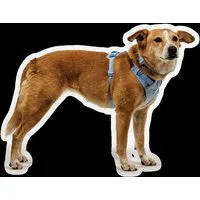 Ruffwear Hunde-Geschirr Front Range Flex Harness