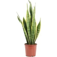 Flowerbox Zimmerpflanze Bogenhanf - Sansevieria trifasciata Laurentii, echte Zimmerpflanze, pflegeleicht - Höhe ca. 65 cm, Topf-Ø 17 cm