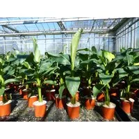 gruenwaren jakubik Bananenbaum Bananenstaude Musa Basjoo 80 - 100 cm winterhart Staude Japan