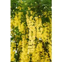 Pflanzen für Dich Gehölze Laburnum watereri Vossii, 1 St., Goldregen, Edel-Goldregen