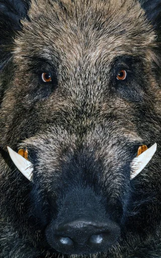 Fussmatte Wildschwein 7612 | Größe: 60 cm x 90 cm