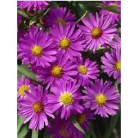 Pflanzen für Dich Staude Aster dum. Herbstgruß v.Bresserhof, 1 St., Kissen-Aster, Herbstaster