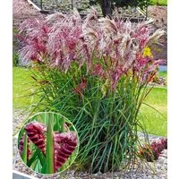BALDUR Garten Gräser Miscanthus 'Boucle®', 1 St., Herbstfärbung,winterhart, mehrjährig, pflegeleicht