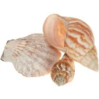 Kaemingk Bastelnaturmaterial Muschel Deko Natur 350g 3er Set Maritim Sommerdeko
