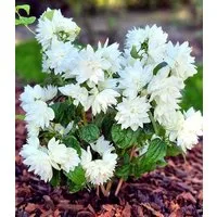 BALDUR Garten Zierstrauch Duftender Gartenjasmin 'Pearls of Perfume®', 2 St., Krankheitstolerant, winterhart, duftend, pflegeleicht