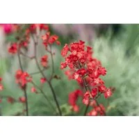 Pflanzen für Dich Staude Heuchera sang. Ruby Bells, 1 St., Purpurglöckchen, Rotes Purpurglöckchen