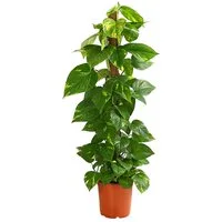 Dehner Zimmerpflanze Efeutute, Epipremnum aureum, an Moosstab gebunden, immergrüne Kletterpflanze mit Luftwurzeln und gefleckten Blättern