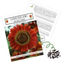 HappySeed Blumensamen Sonnenblumen Samen - Helianthus annuus (Abendsonne), Sonnenblumen