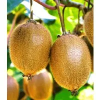 BALDUR Garten Obstpflanze Selbstfruchtende, großfruchtige Kiwi 'Solissimo® renact®', 1 St., Selbstbefruchtend, essbar, winterhart, mehrjährig, pflegeleicht