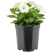 Garronda Blumentopf rund hoch Kunststoff mit Drainagelöchern Pflanztopf für GD-0203 (1 St)