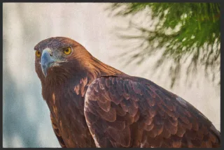 Fussmatte Adler 6236 | Größe: 60 cm x 45 cm