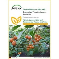 SAFLAX Blumensamen SAFLAX - Samen - Tropischer Tomatenbaum / Tamarillo