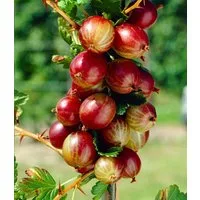 BALDUR Garten Obstpflanze Rote Säulen-Stachelbeere, 1 St., Selbstbefruchtend, winterhart, mehrjährig, pflegeleicht