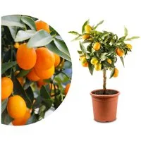 Meine Orangerie Obstpflanze Mini-Zitruspflanze im Ø15 cm Topf - diverse Sorten, echtes Zitrusbäumchen, professionell veredelter und fruchtreifer Zitrusbaum