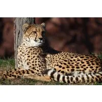 Papermoon Fototapete Leopard