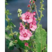 Pflanzen für Dich Staude Verbascum cult. Pink Domino, 1 St., Königskerze