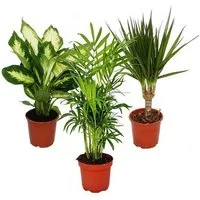Exotenherz Zimmerpflanze Zimmerpflanzen-Mix II 3er Set Dieffenbachia-Chamaedorea-Dracena