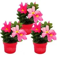 Exotenherz Topfpflanze Dipladenia Chilenischer Jasmin verschiedene Farben 10cm Topf 3er Set