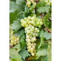 Pflanzen für Dich Obstpflanze Vitis vinifera gelb, 1 St., Weinrebe, Tafeltraube, Gelbe Weintraube, gelbe Trauben, kletterpflanze