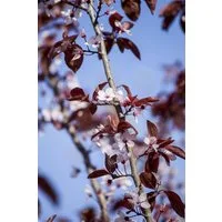 Pflanzen für Dich Gehölze Prunus cerasifera Nigra, 1 St., Blutpflaume, Kirschpflaume