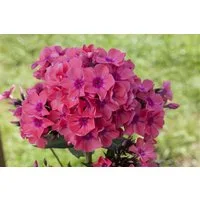 Pflanzen für Dich Staude Phlox pan. Pink Flame, 1 St., Flammenblume, Phlox
