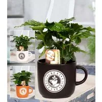 BALDUR Garten Zimmerpflanze Coffea Arabica inkl. Keramiktopf, 1 St., Kaffeekirschen, duftend, pflegeleicht