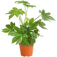 Dehner Zimmerpflanze Zimmeraralie, Fatsia japonica, mit ledrigen, mehrlappigen Blättern, pflegeleichte Zierpflanze, ideal für Pflanzenanfänger