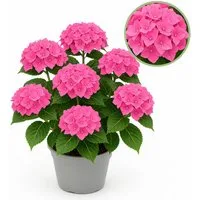 Exotenherz Beetpflanze Exotenherz - Hortensia - Hydrangea - Rosa - 7-12 Blühten - 23cm Topf