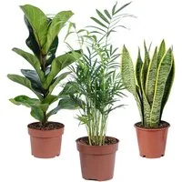 Flowerbox Zimmerpflanze Bergpalme, Geigenfeige, Bogenhanf, 3er-Set, pflegeleicht - Höhe ca. 40 cm, Topf Ø 12 cm