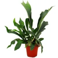 Exotenherz Zimmerpflanze Platycerium bifurcatum - Geweihfarn im 12cm Topf